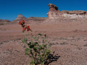 Cow Dung Road, UT