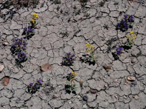 Factory Butte Way, UT