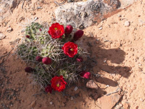 Poverty Flat Ranch, AZ