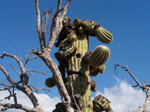 Organ Pipe Cactus NM - Ajo Sonoita Highway, AZ