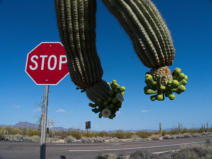 Organ Pipe Cactus NM, AZ