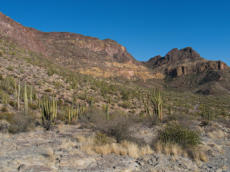 Organ Pipe Cactus NM - Ajo Mountain Drive, AZ