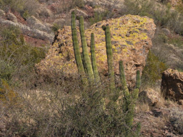 Organ Pipe Cactus NM - Ajo Mountain Drive, AZ