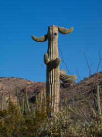 Organ Pipe Cactus NM - Ajo Mountain Drive, AZ