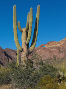 Organ Pipe Cactus NM - Ajo Mountain Drive, AZ