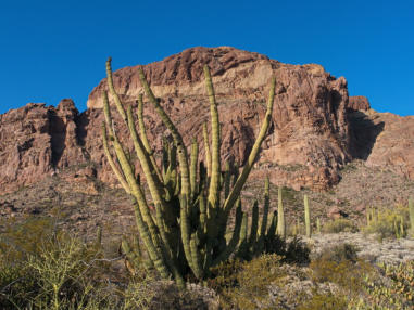 Organ Pipe Cactus NM - Ajo Mountain Drive, AZ