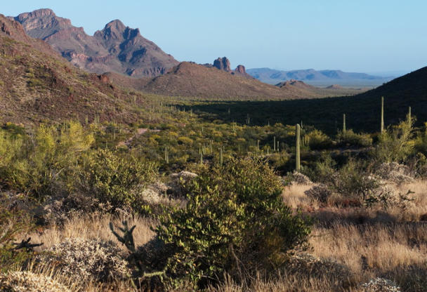 Organ Pipe Cactus NM - Ajo Mountain Drive, AZ
