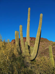 Organ Pipe Cactus NM - Ajo Mountain Drive, AZ