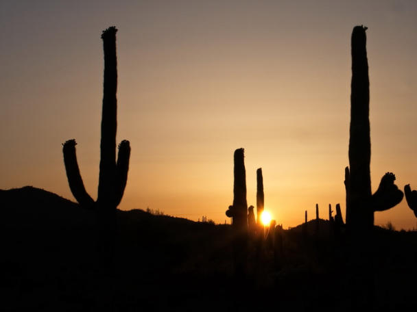 Organ Pipe Cactus NM - Ajo Sonoita Highway, AZ