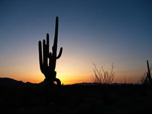 Organ Pipe Cactus NM - Ajo Sonoita Highway, AZ