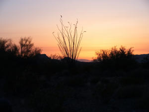Organ Pipe Cactus NM - Ajo Sonoita Highway, AZ