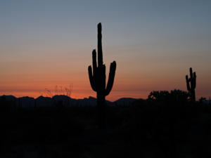 Organ Pipe Cactus NM - Ajo Sonoita Highway, AZ