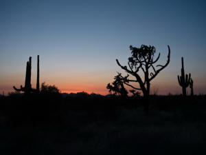 Organ Pipe Cactus NM - Ajo Sonoita Highway, AZ