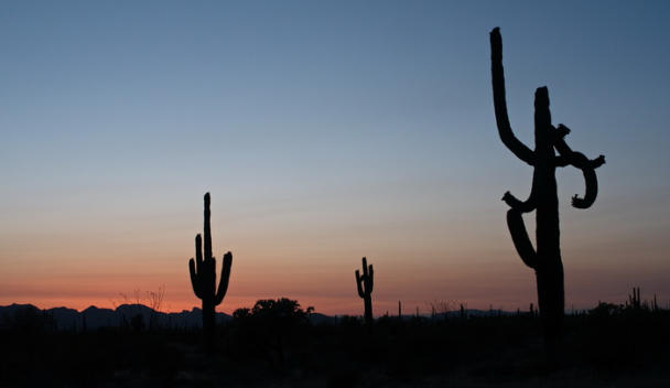 Organ Pipe Cactus NM - Ajo Sonoita Highway, AZ
