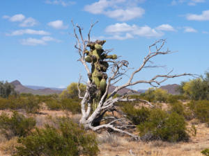 Organ Pipe Cactus NM - Ajo Sonoita Highway, AZ