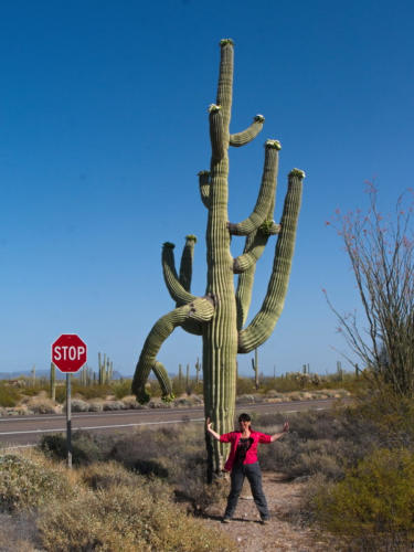 Organ Pipe Cactus NM, AZ