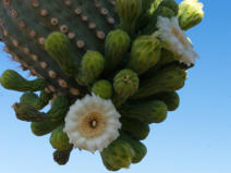 Organ Pipe Cactus NM, AZ