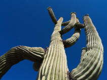 Organ Pipe Cactus NM, AZ