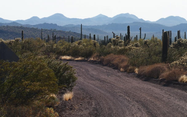 Organ Pipe Cactus NM - Ajo Mountain Drive, AZ