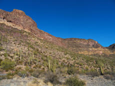Organ Pipe Cactus NM - Ajo Mountain Drive, AZ