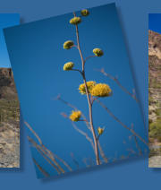 Organ Pipe Cactus NM - Ajo Mountain Drive, AZ