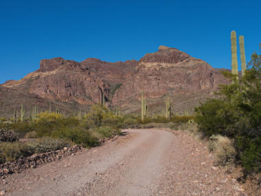 Organ Pipe Cactus NM - Ajo Mountain Drive, AZ