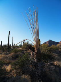 Organ Pipe Cactus NM - Ajo Mountain Drive, AZ