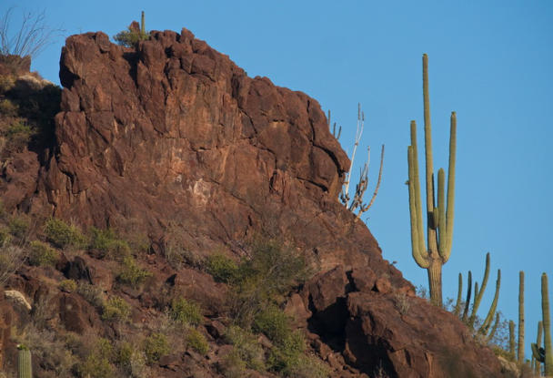 Organ Pipe Cactus NM - Ajo Mountain Drive, AZ