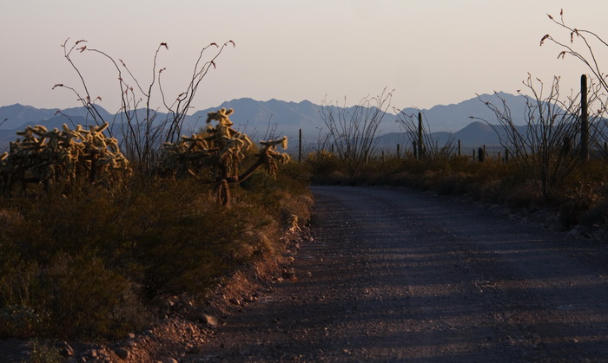 Organ Pipe Cactus NM - Ajo Mountain Drive, AZ