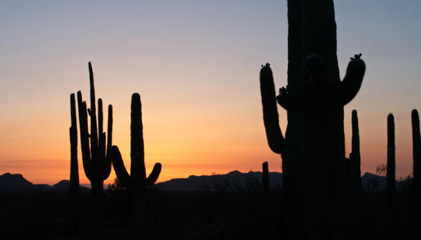 Organ Pipe Cactus NM - Ajo Sonoita Highway, AZ