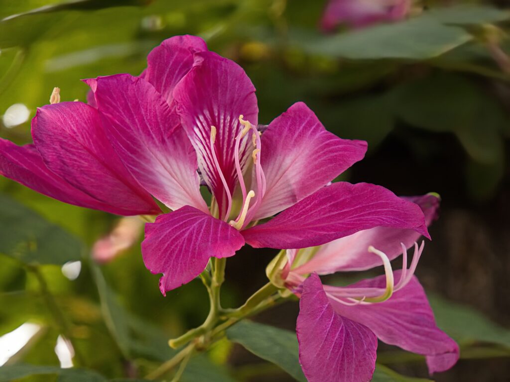 Mahakan Fort Park -Bangkok