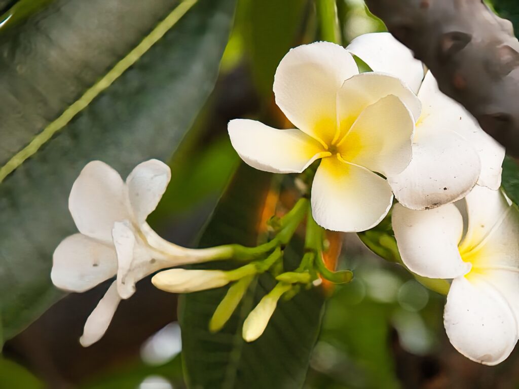 Mahakan Fort Park, Bangkok