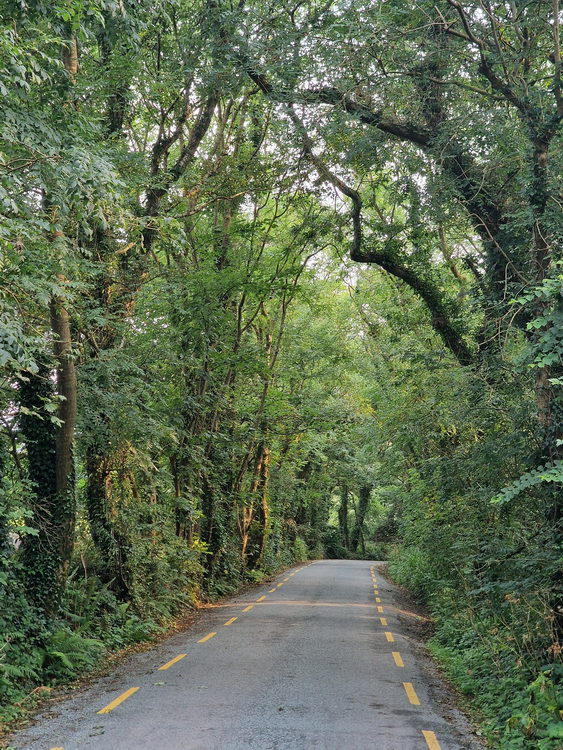 Grüner Tunnel auf der Dingle-Halbinsel