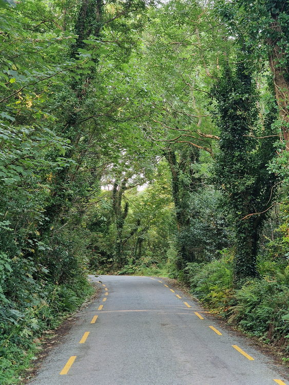 Grüner Tunnel auf der Dingle-Halbinsel