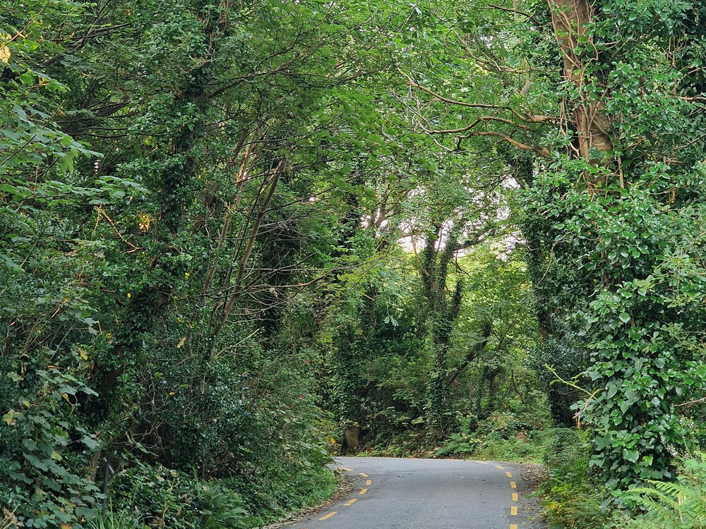 Grüner Tunnel auf der Dingle-Halbinsel