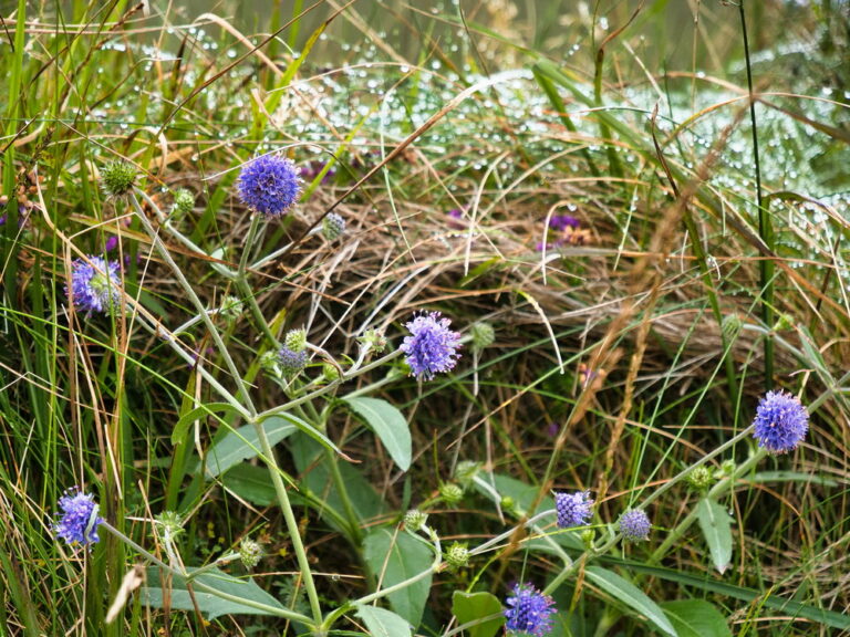 Kerry Cliffs bei Portmagee