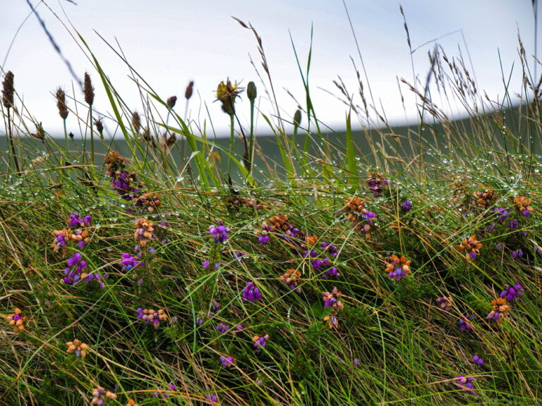 Kerry Cliffs bei Portmagee