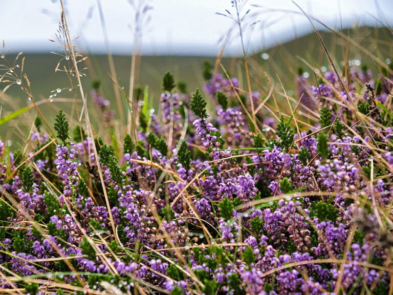 Kerry Cliffs bei Portmagee