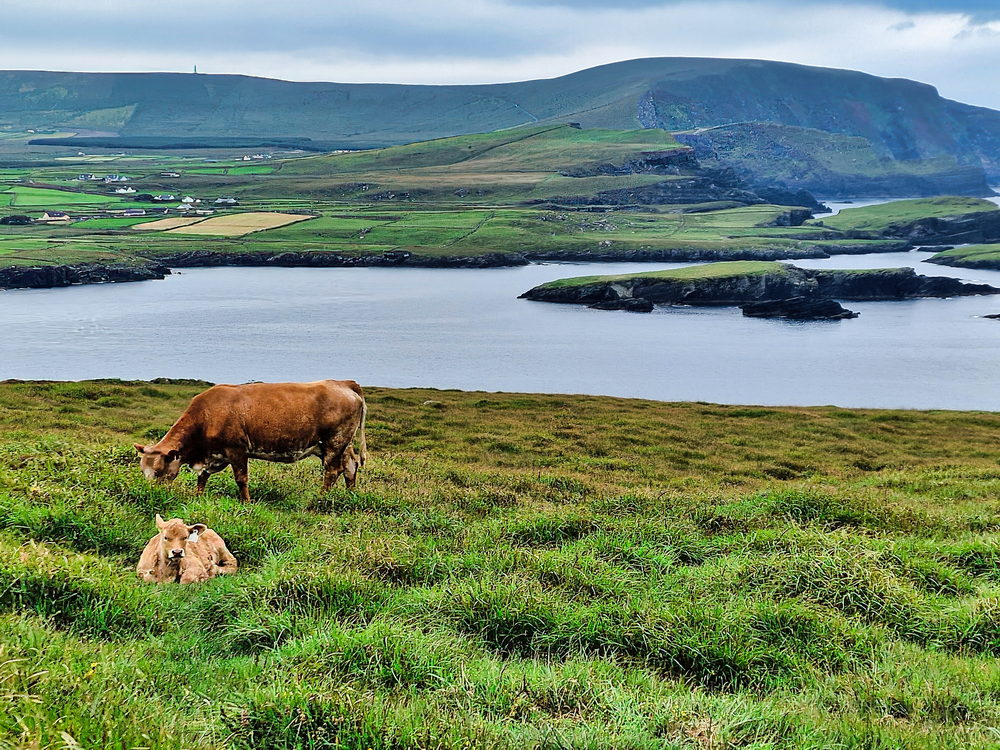 Blick vom Bray Head - Valentia Island