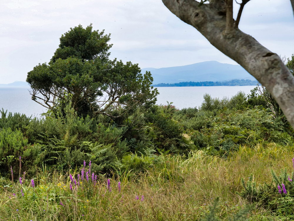 Blick auf die Kenmare Bay