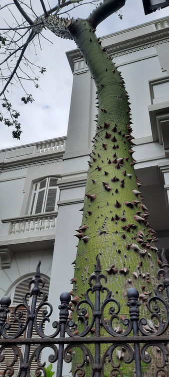 Florettseidenbaum (Ceiba speciosa).