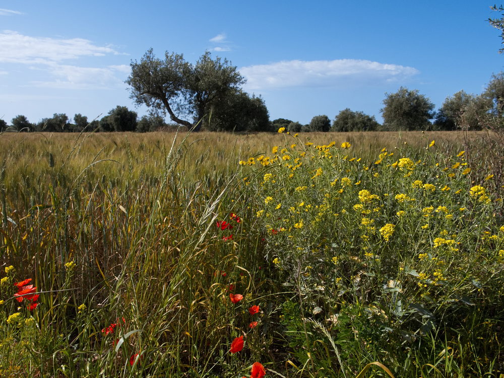Weg zum Riserva di Vendicari