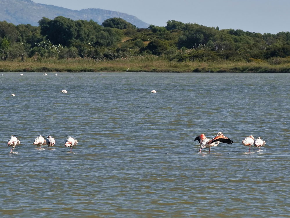 Flamingos