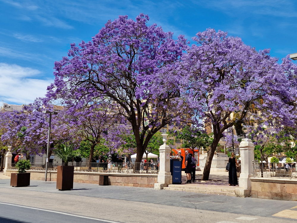 Jacaranda-Bäume